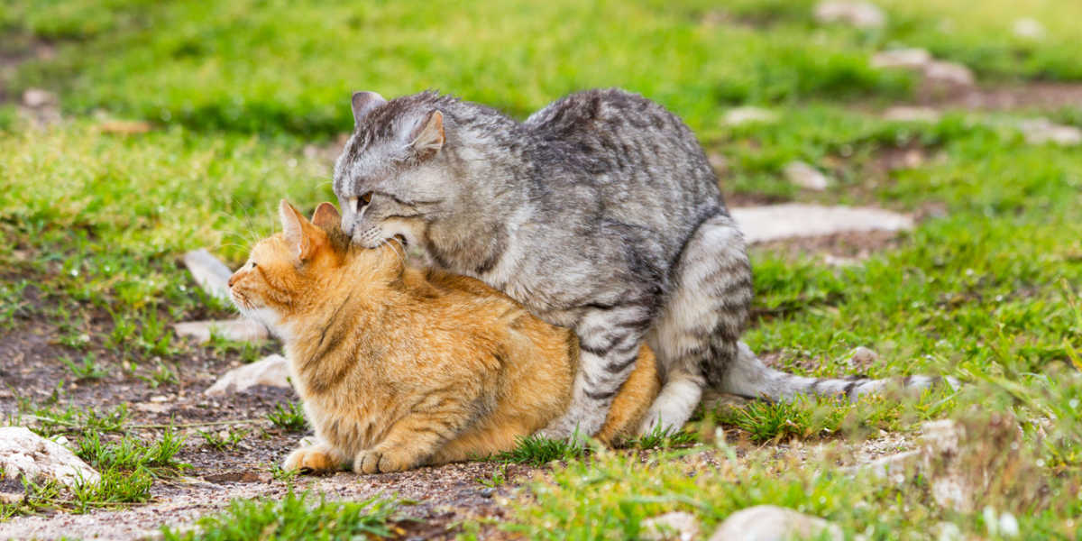 Domestic cats mating
