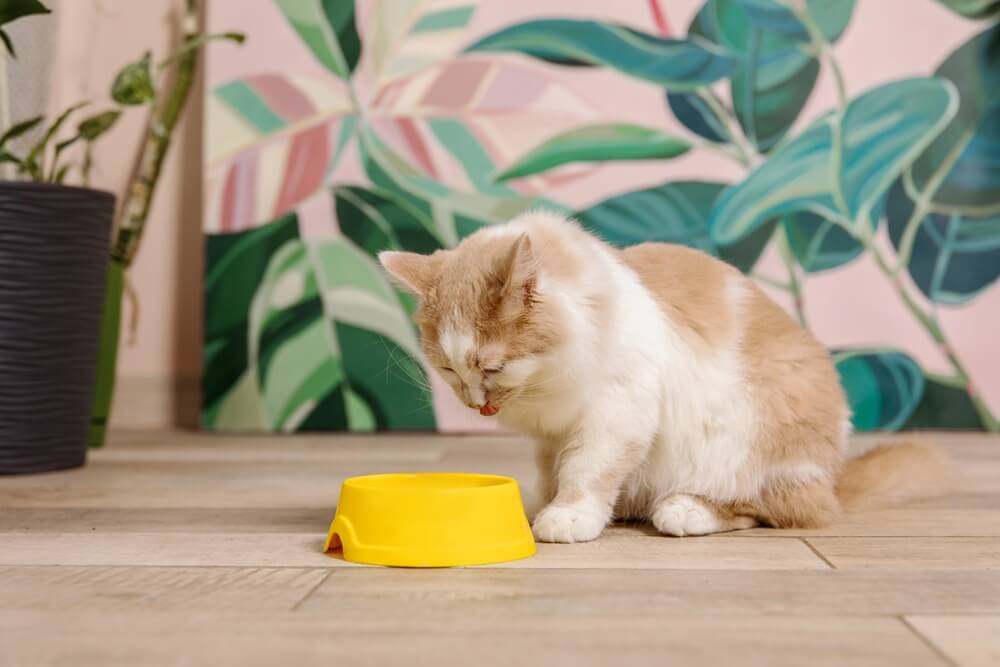 Gato doméstico comiendo de un bol