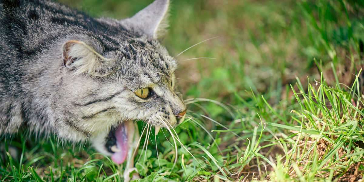 A domestic cat photographed outside, with grass in the background, next to a small pile of vomit. The image captures a common behavior where cats may ingest grass to induce vomiting, potentially aiding in digestion or removing unwanted substances from their stomach.