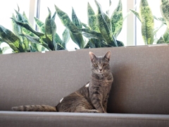cat in chair