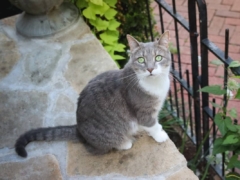 Grey & White Short Hair Tuxedo & Brown Tabby Cats Outside Outdoors