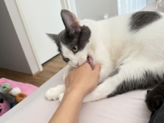 Lunar biting her mum's hands
