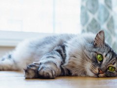 Maine Coon cat with captivating green eyes resting on a wooden parquet floor.