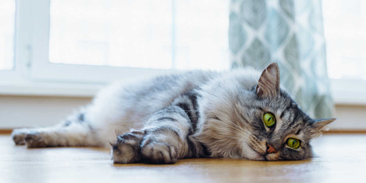 Maine Coon cat with green eyes lies on wooden parquet floor,