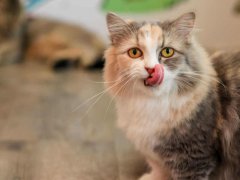 'Munchkin' Cat is licking his own lips