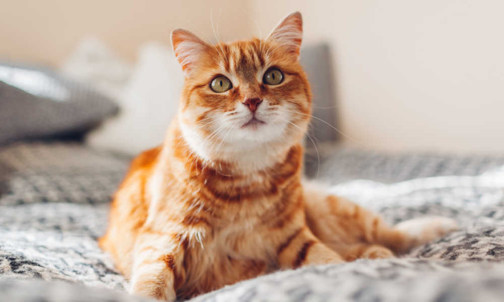 An image of an orange cat lounging in a comfortable bed.