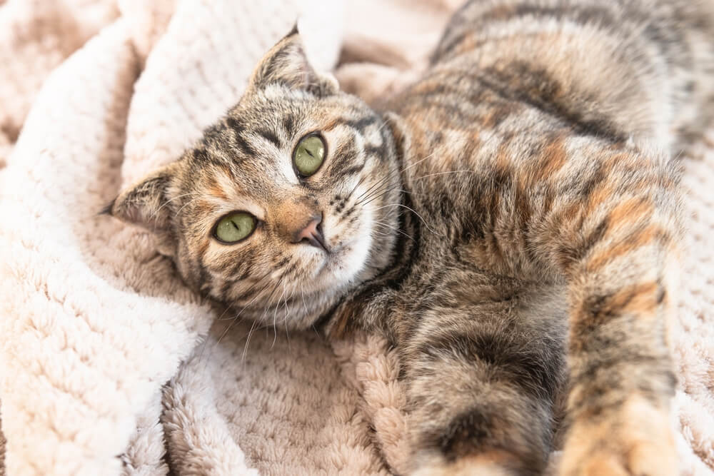 Retrato de un gato joven acostado sobre una manta esponjosa