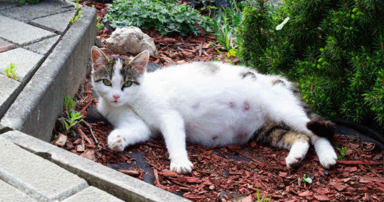 Image showcasing What To Expect From Your Cat During Pregnancy - Cats.com
