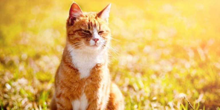 Heatstroke In Cats: Signs, Symptoms, & Treatment