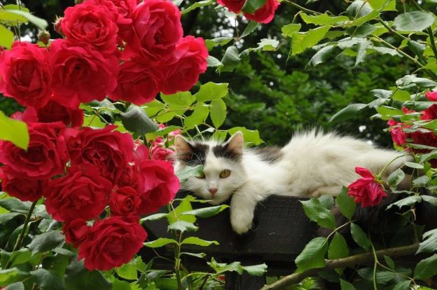 21 Cat-Friendly Flowers You Can Buy or Grow - Cats.com