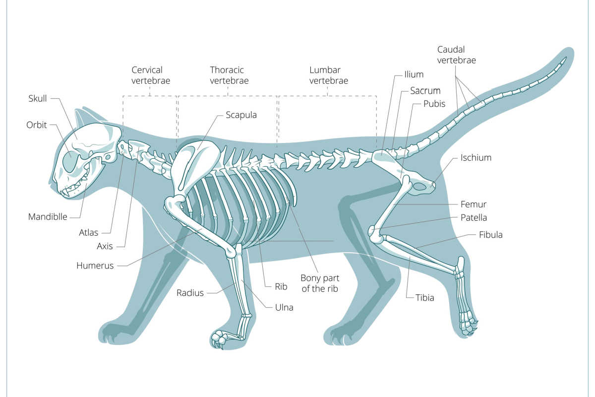 Esqueleto de gato con huesos etiquetados
