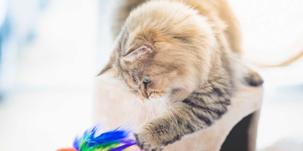 Gato jugando con juguete de varita de plumas