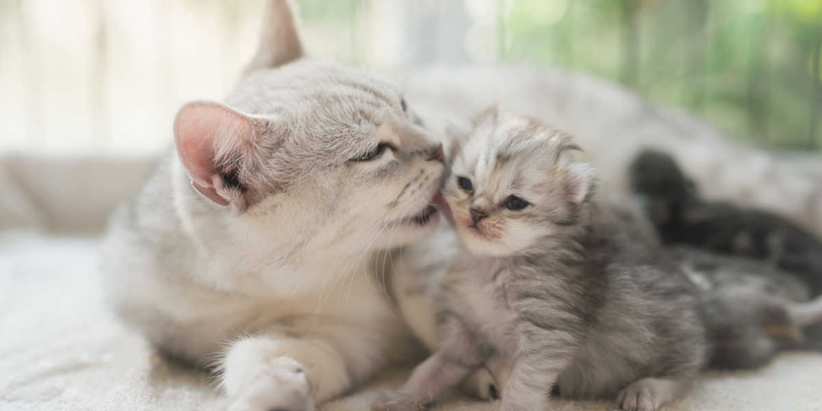 Mother cat lick kittten