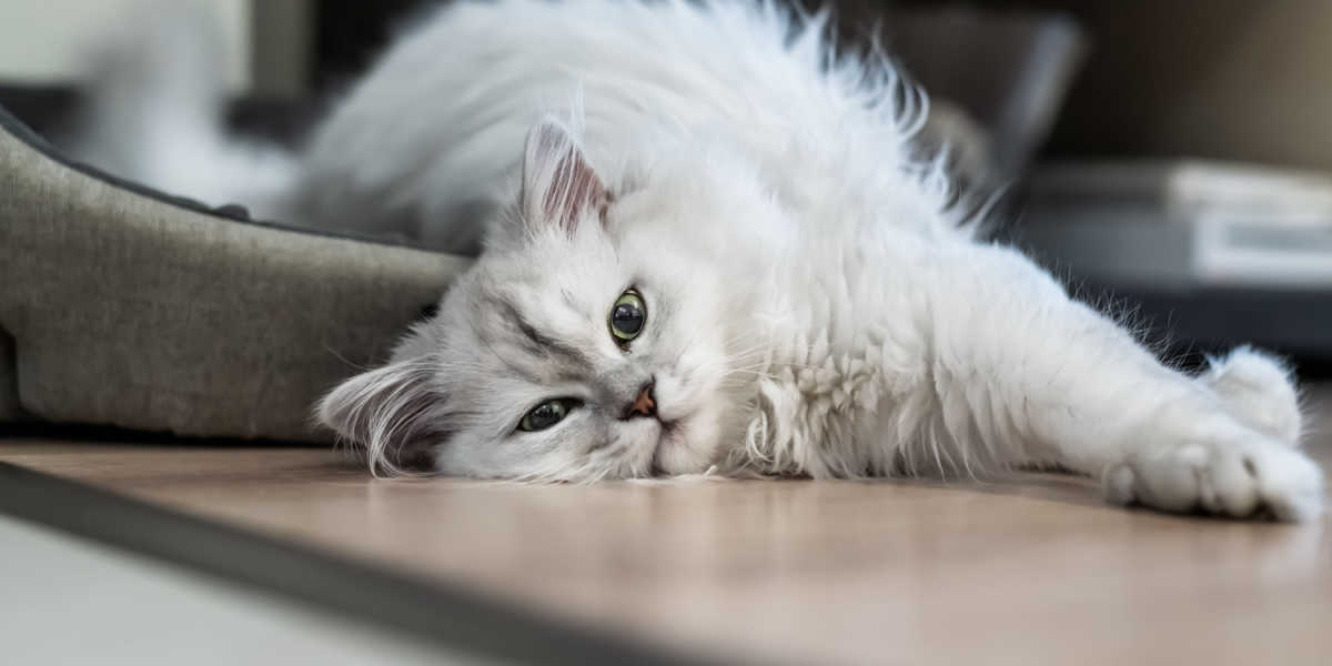 gato persa chinchilla plateado