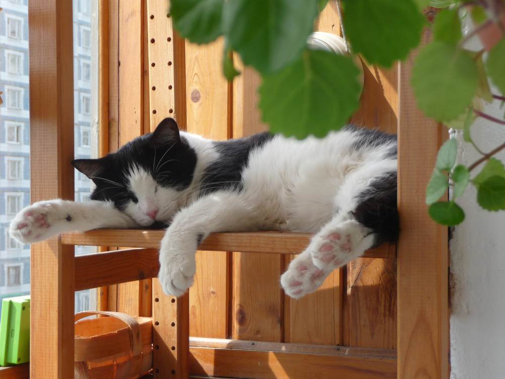 Gato durmiendo en el balcón