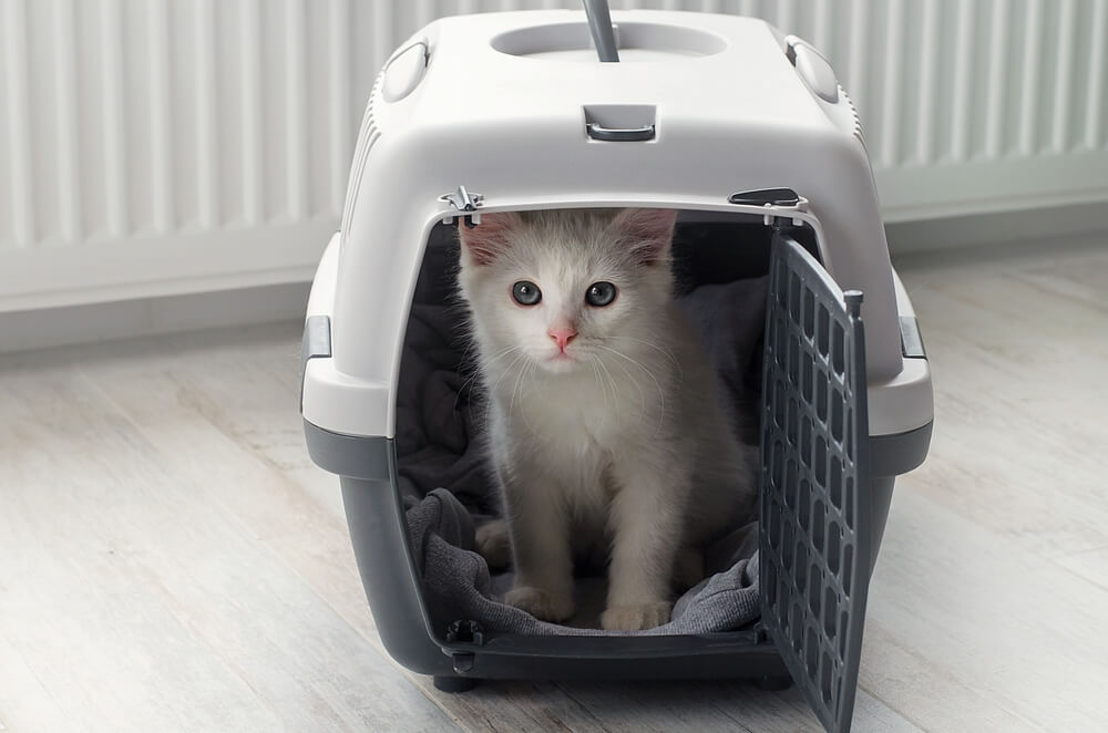 Small white fluffy cat in a pet carrier