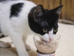 Tiki Cat Baby Mousse & Shreds Chicken Salmon And Chicken Liver Recipe