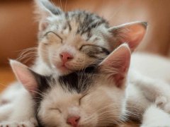 Two kitten sleeping on a coach