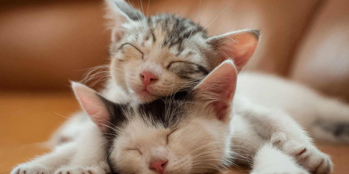 Two kitten sleeping on a coach