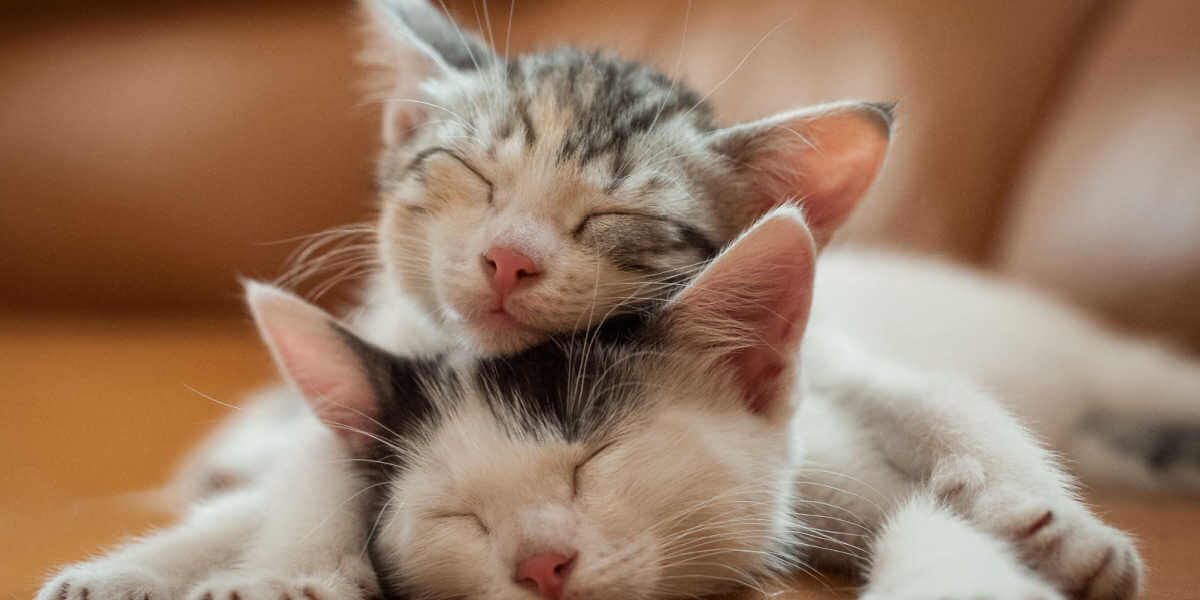 Do Cats Miss Their Siblings Cats