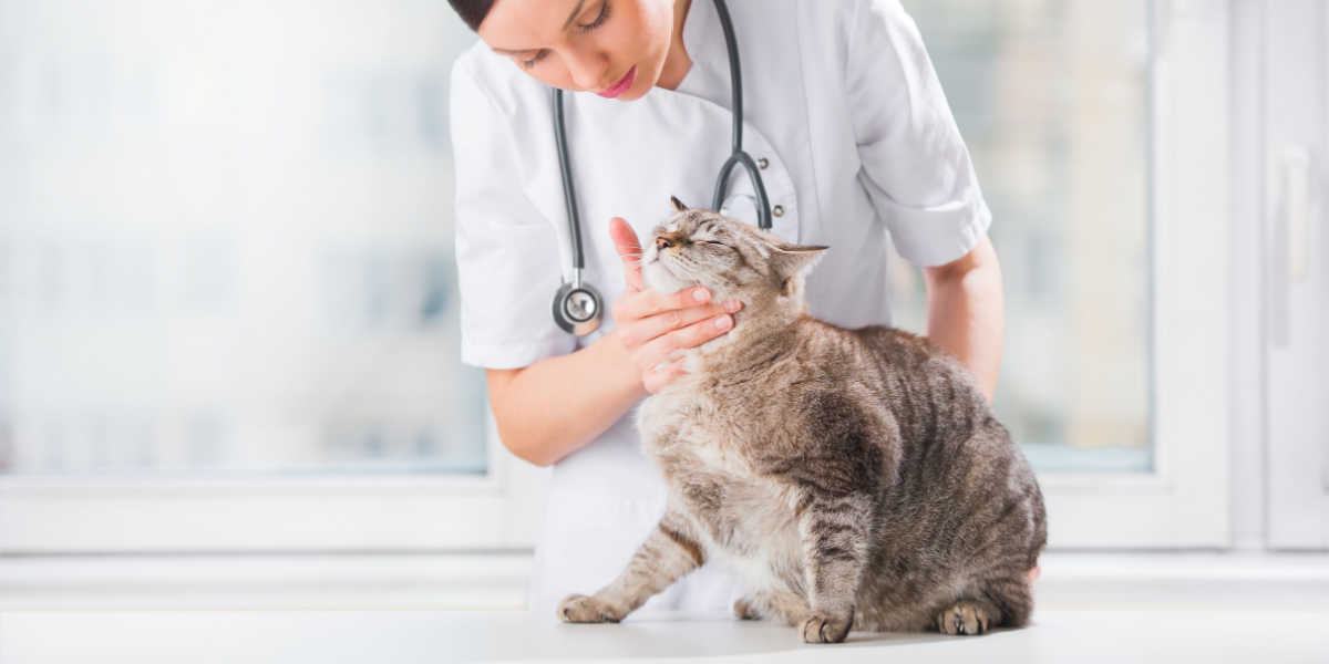 Veterinarian examining teeth of a cat