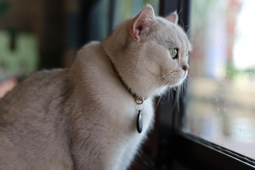 Gato blanco vigilante en la ventana