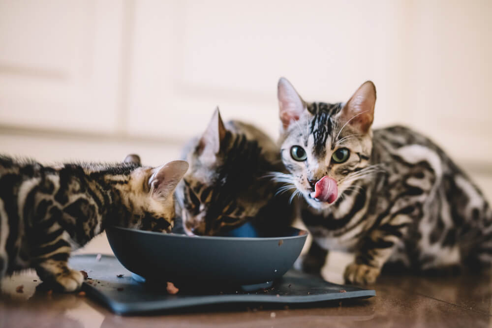 Jóvenes gatitos de bengala comiendo juntos