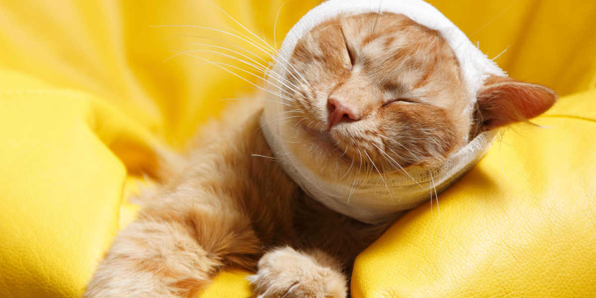 7 signos de traumatismo craneoencefálico en gatos y cómo ayudarlos