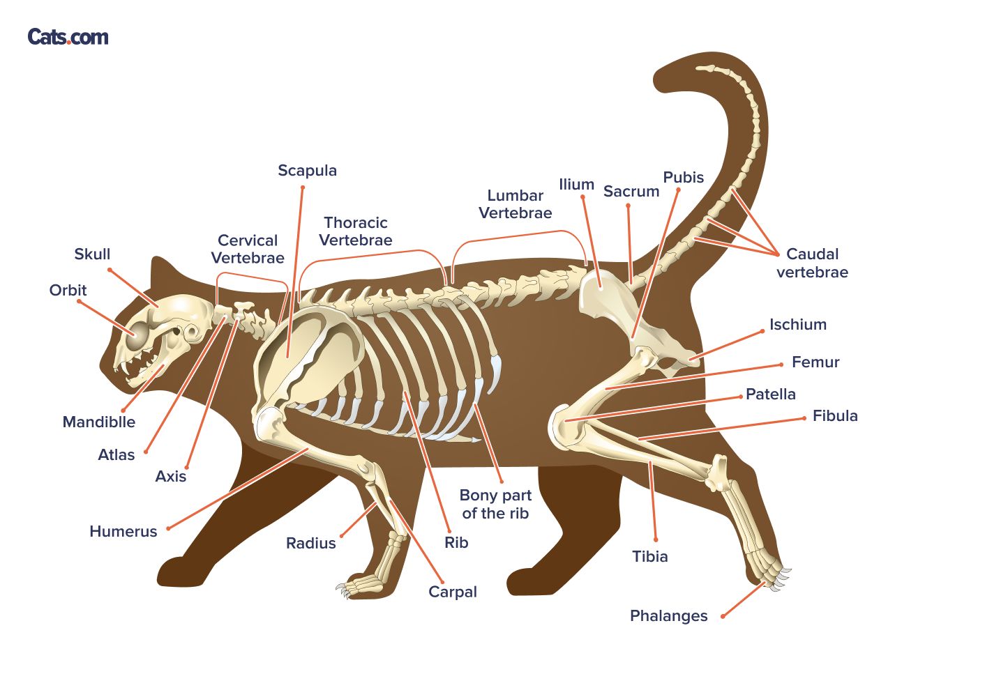 Labeled bones of cat skeleton