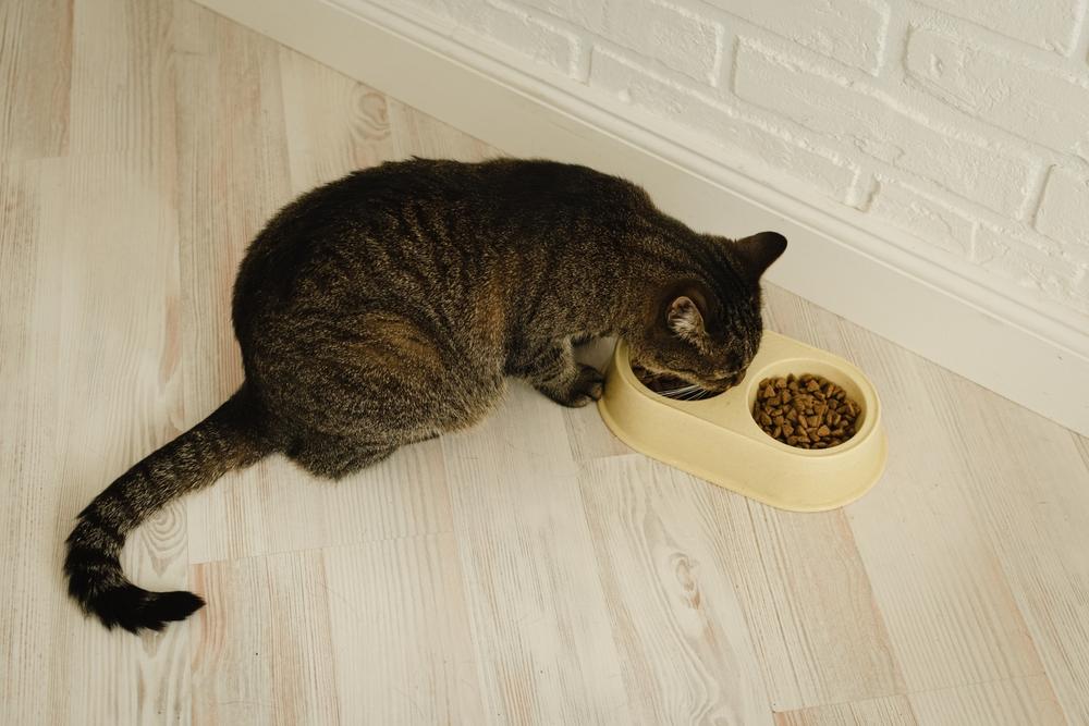 el gato come alimentos secos de cerca.
