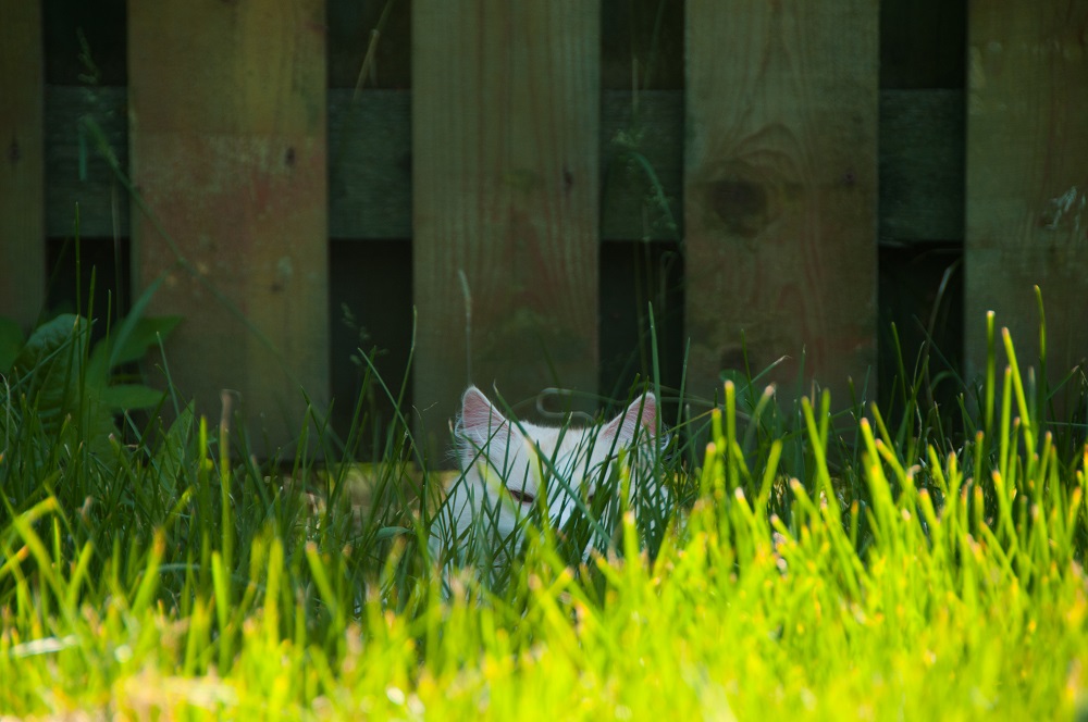 10 maneras fáciles de proteger una cerca de los gatos