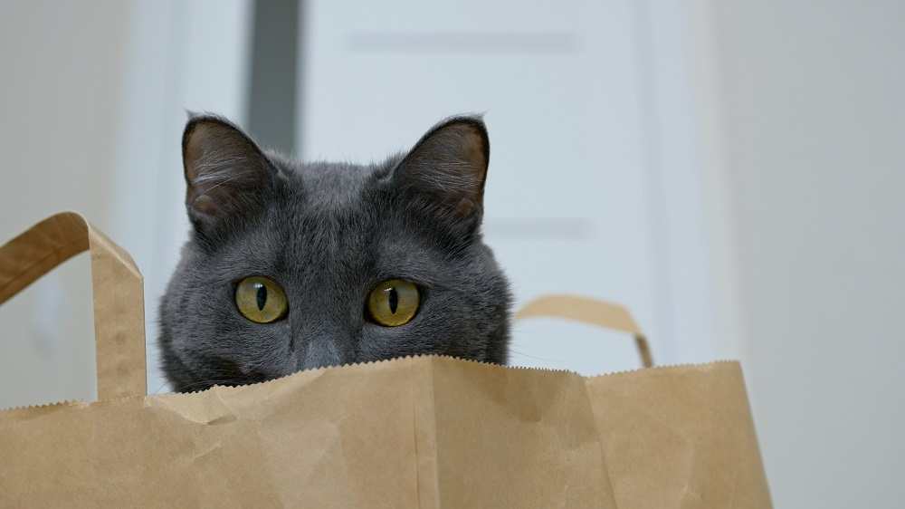 cat in a paper bag