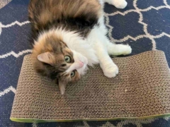cat in cat scratcher sleeping