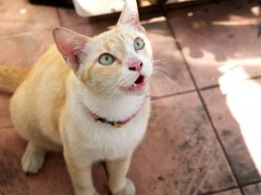 cat meowing