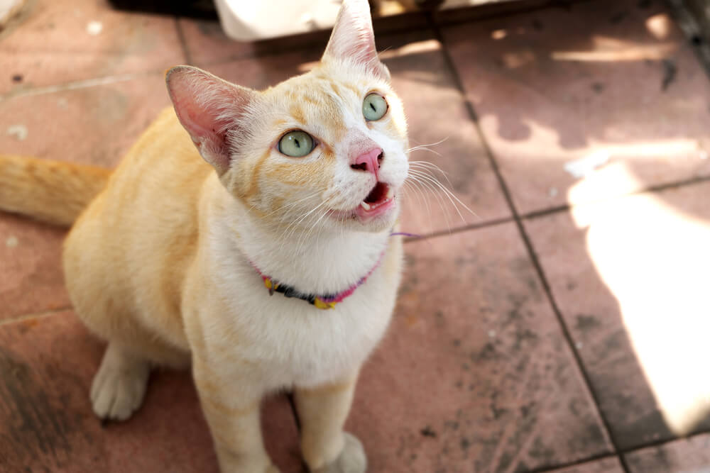 A captivating image capturing a cat in mid-meow, its mouth wide open and vocal cords engaged, as it communicates through its distinct and expressive feline language.