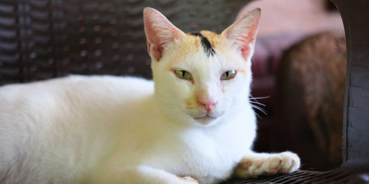 cat sitting in a bench with fierce looks face