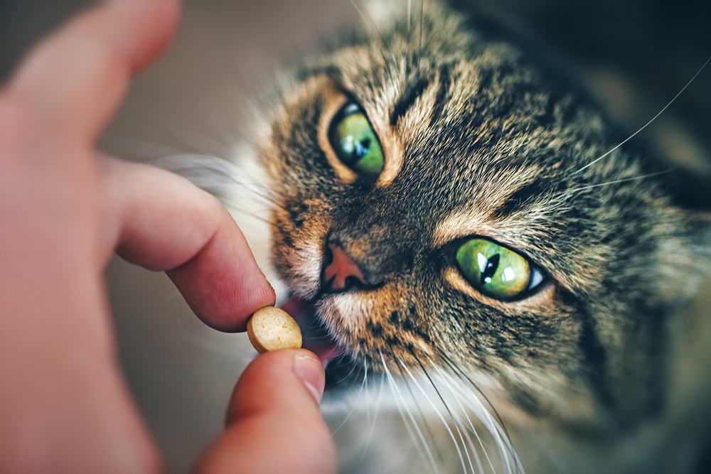 el gato toma la pastilla