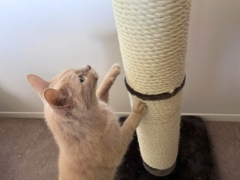 cat using midwest scratching post