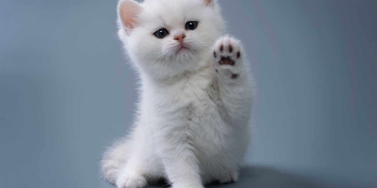 pequeño gatito blanco