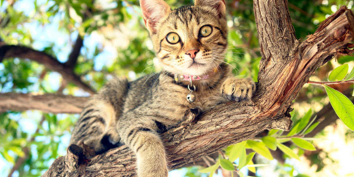 cat up a tree