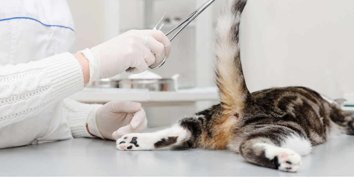 vet examines the cat