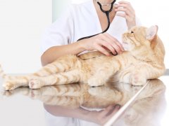 An image capturing a veterinarian conducting an examination on a ginger red cat