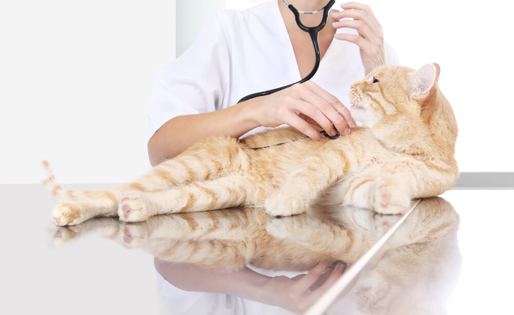 An image capturing a veterinarian conducting an examination on a ginger red cat