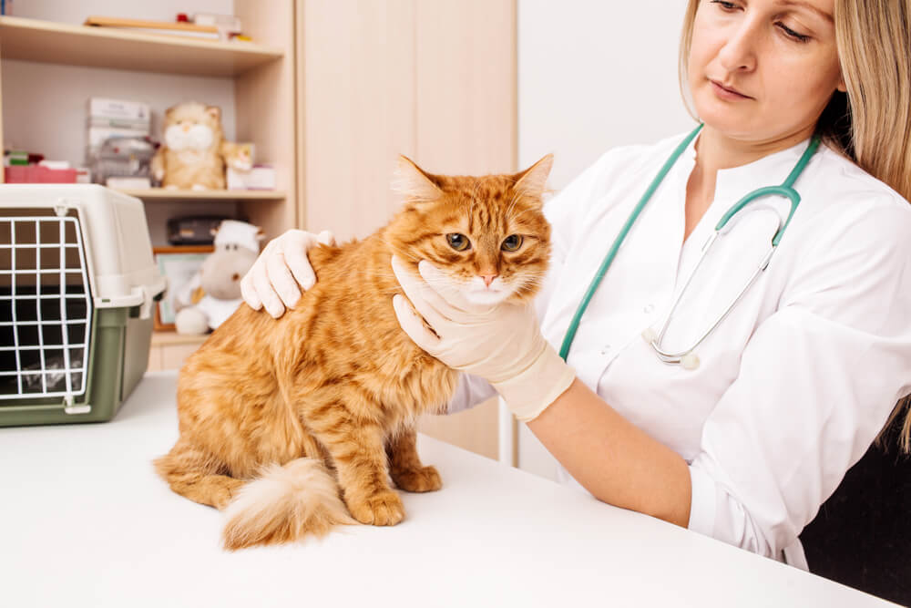 A veterinarian or doctor using a stethoscope to check up on a cat during a veterinary examination.