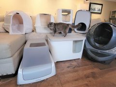Best Dog-Proof Cat Litter Boxes featured image