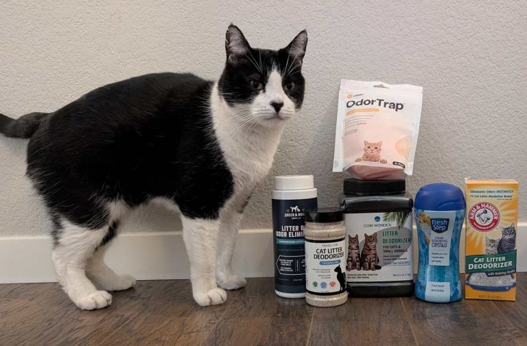 Curated visual reference: The 6 Best Cat Litter Deodorizers Photo Inspiration