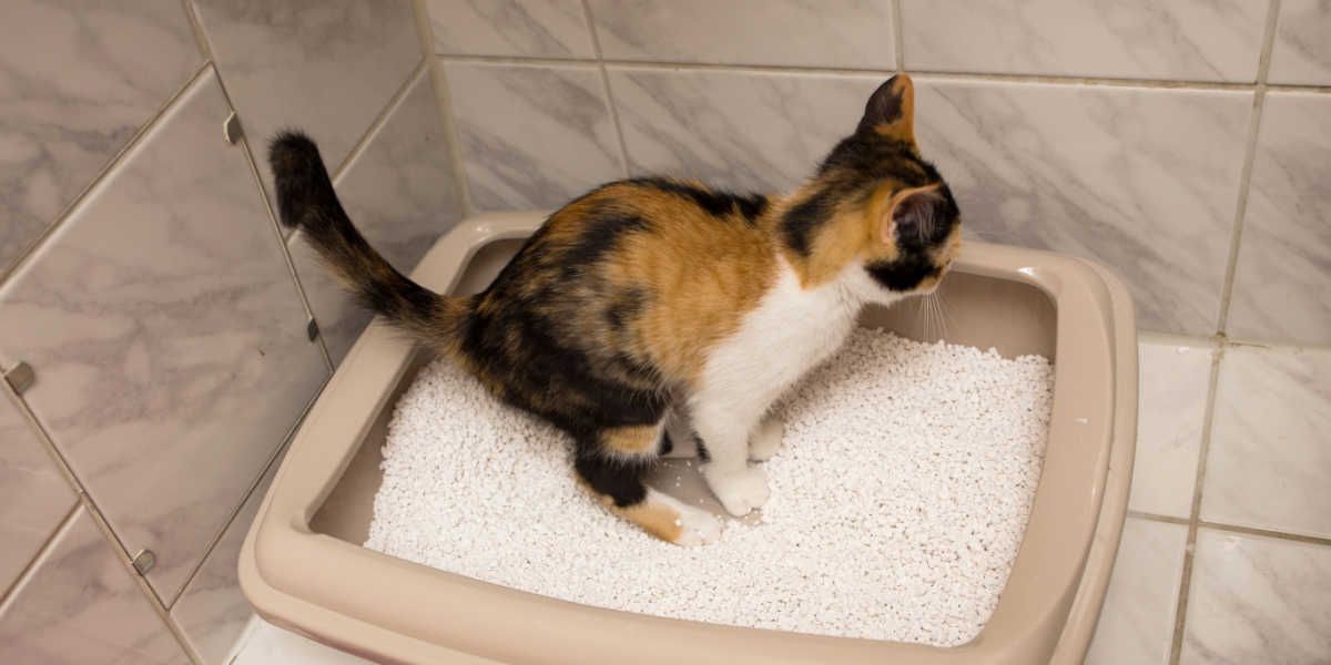 Litter Box Facts - Fundamentally Feline