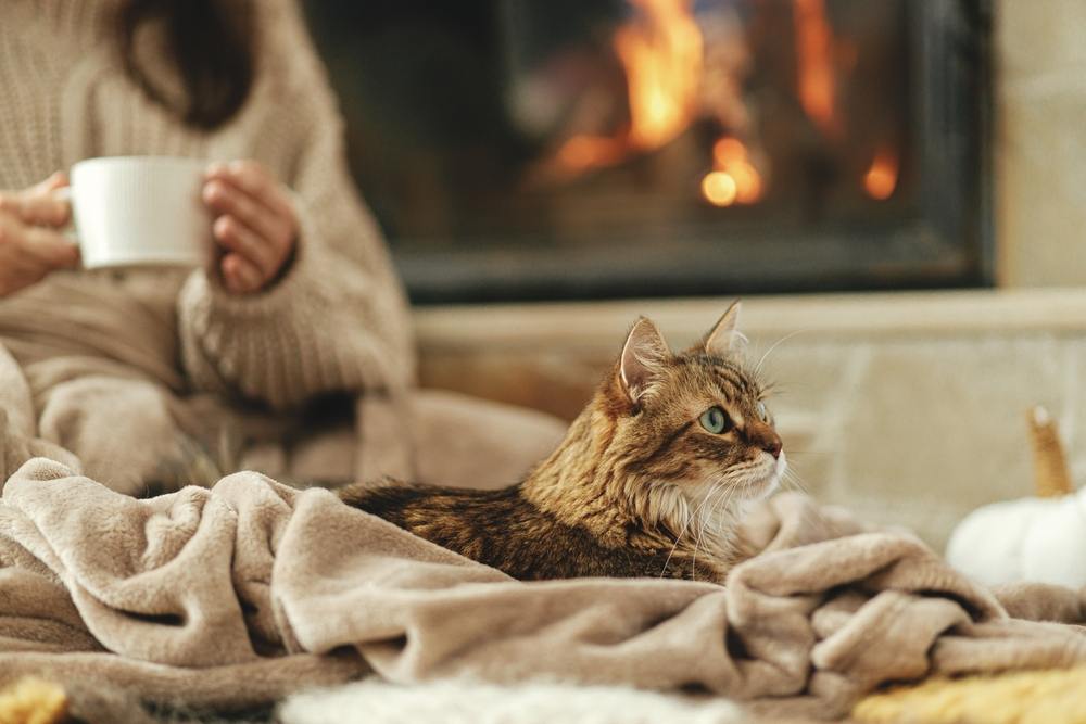 Lindo gato acostado en una manta acogedora