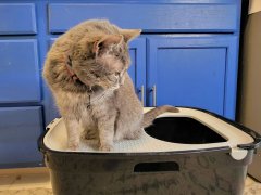 cat sit in the top of Frisco Top Entry Cat Litter Box