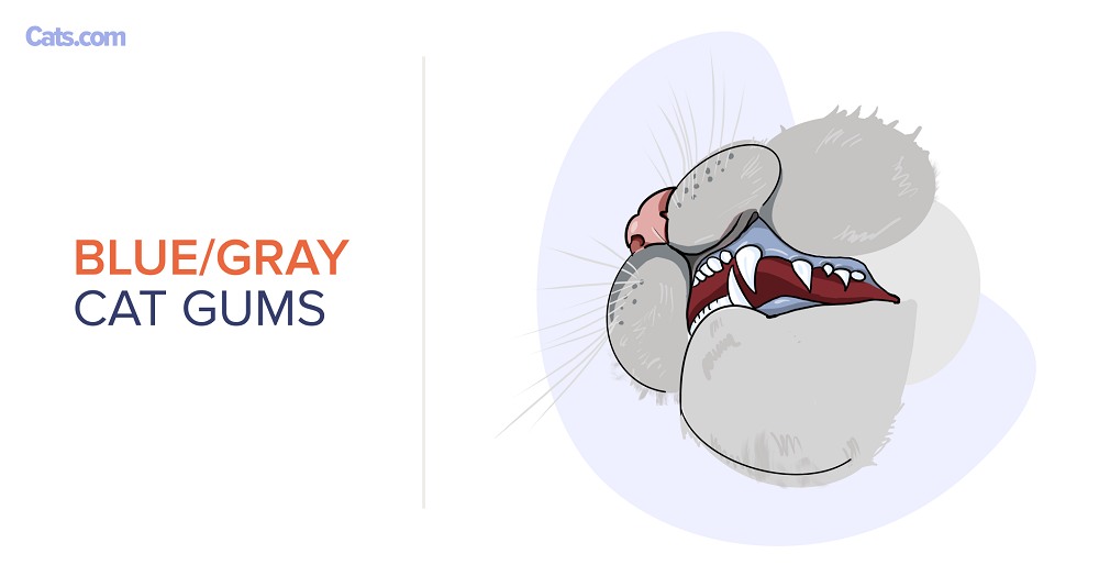 Gray Cat Gums_eng